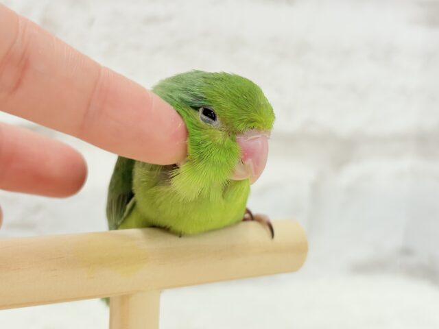 マメルリハ
