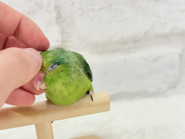 マメルリハ