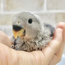 美しブルーの人気カラー🫐コザクラインコ（バイオレット）