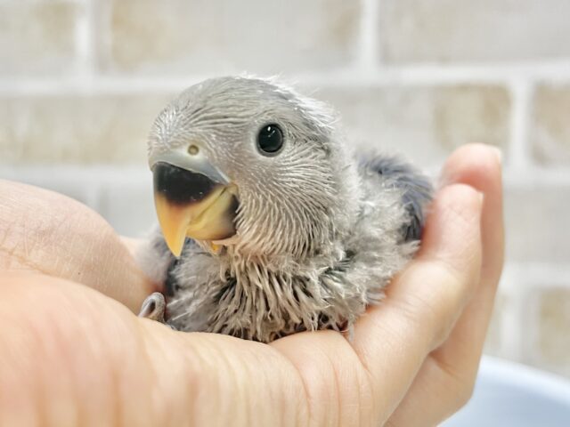 美しブルーの人気カラー🫐コザクラインコ（バイオレット）