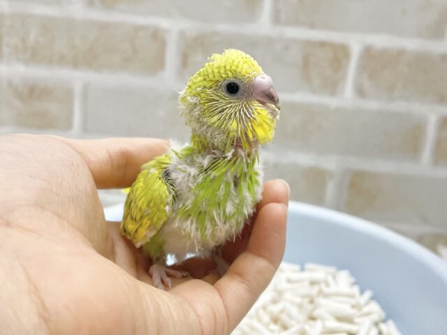 セキセイインコ