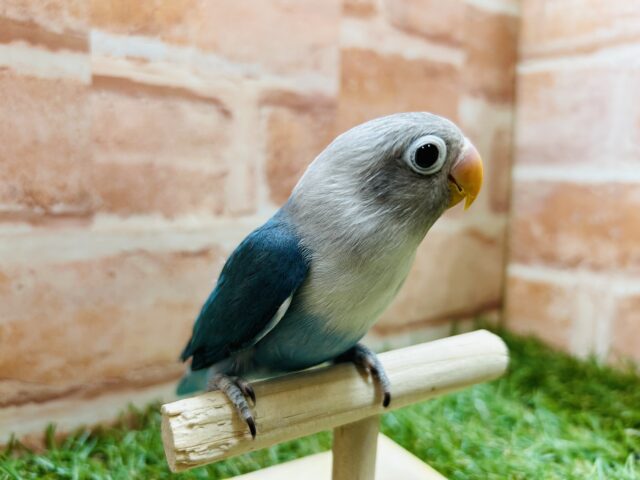 ボタンインコ