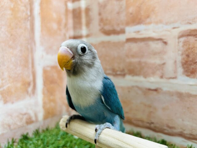 ボタンインコ