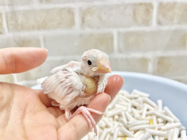 白文鳥