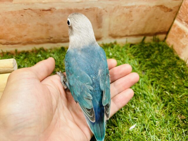 ボタンインコ