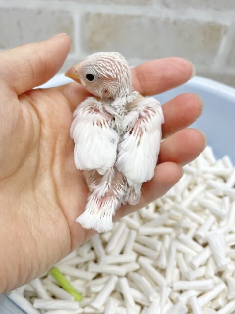 白文鳥