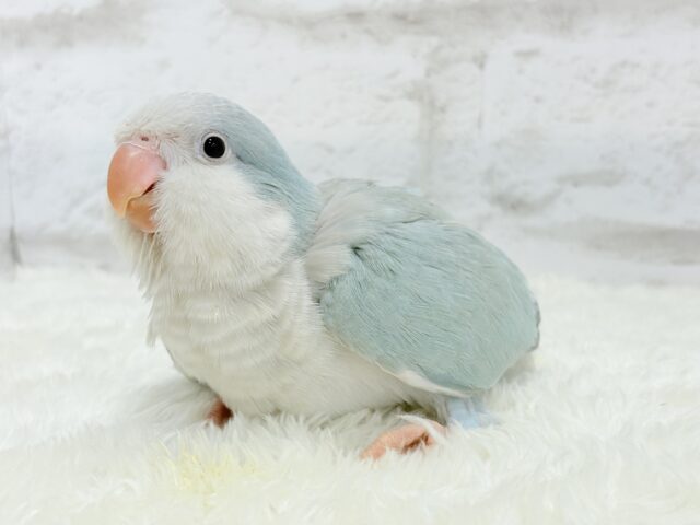 オキナインコ