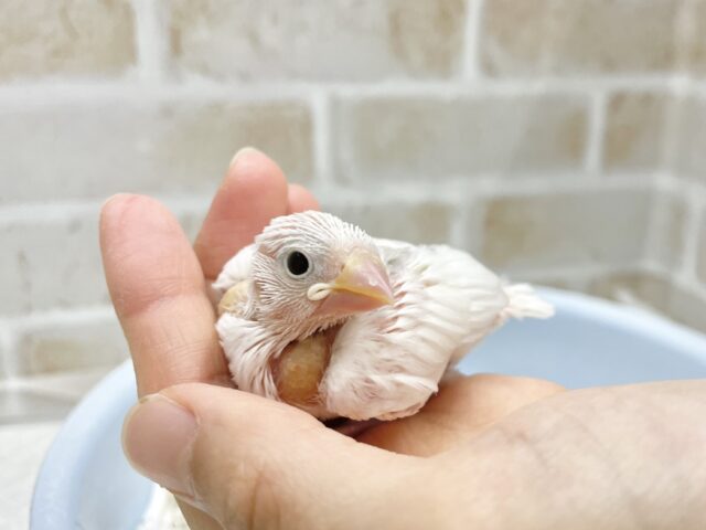 白文鳥