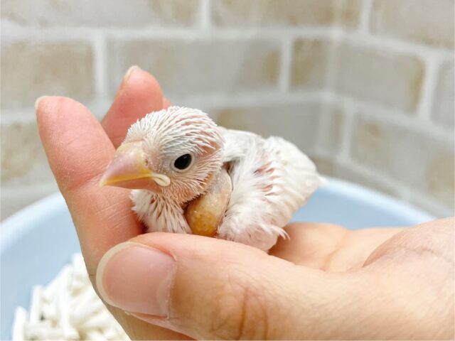 白文鳥