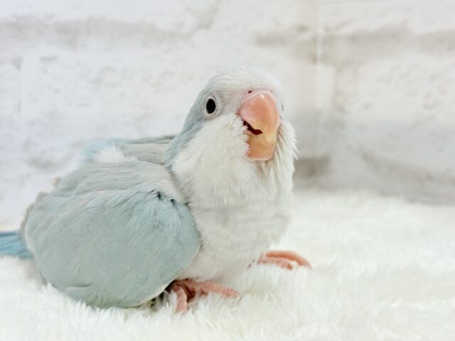 オキナインコ
