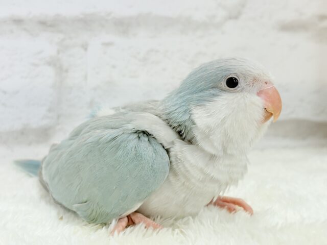 オキナインコ