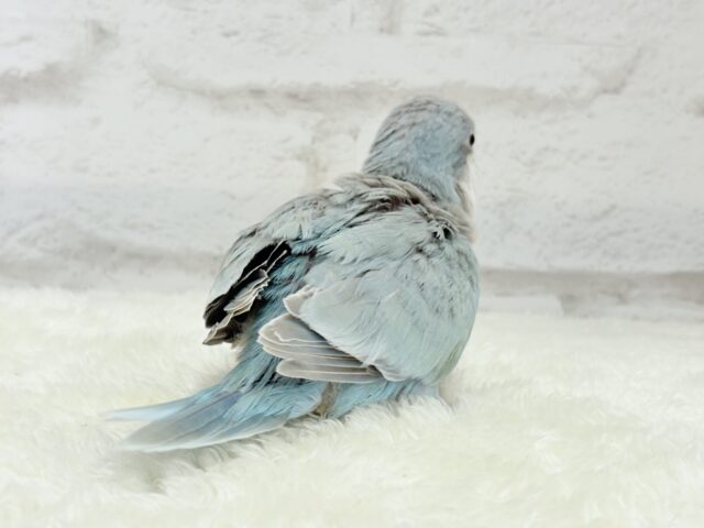 オキナインコ