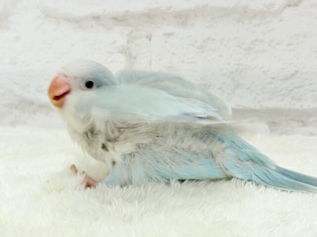 オキナインコ