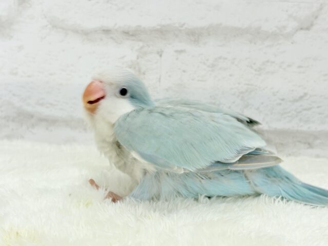 オキナインコ