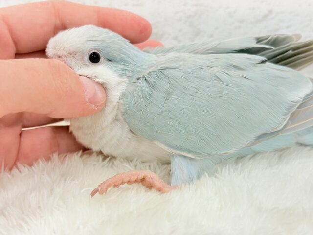 オキナインコ