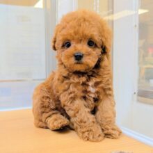 下から上までかわいい❤️トイプードル男の子