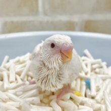 雪だるまちゃん⛄️セキセイインコ（アルビノ）