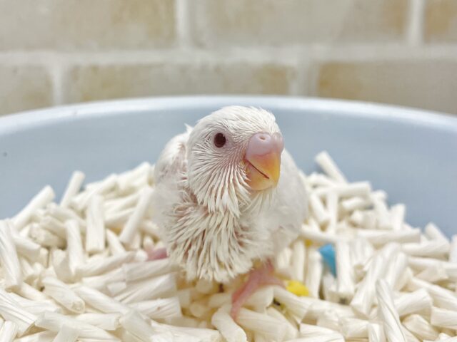 雪だるまちゃん⛄️セキセイインコ（アルビノ）