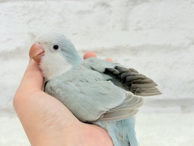 オキナインコ