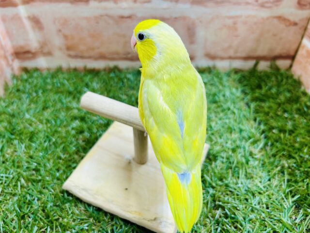 マメルリハ