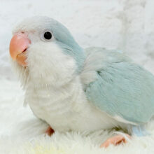 【最新画像・動画更新🪄】満たされたら〜、ねむねむモード〜｡oOオキナインコ(ブルーパリド) ヒナ