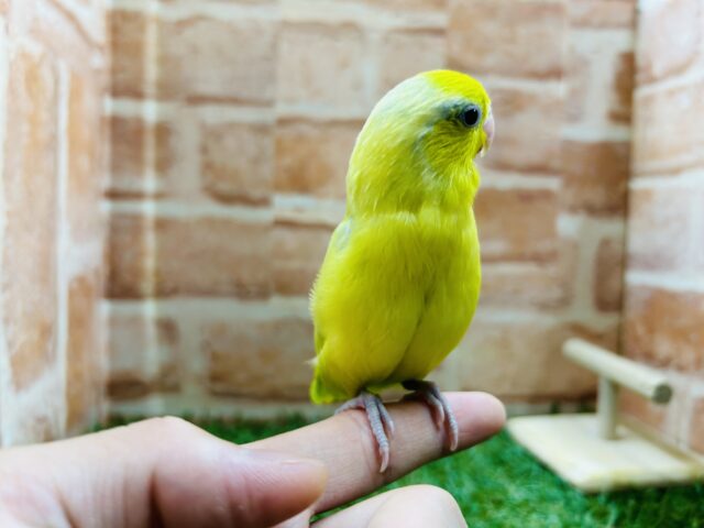 マメルリハ