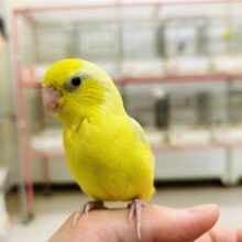 【☆最新画像更新☆】久々にアメリカンイエローのマメちゃんがやって来ましたよ～✨✨✨