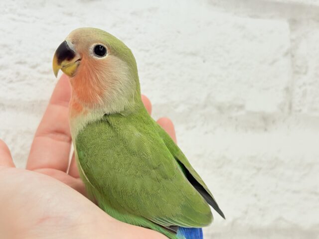 コザクラインコ（小桜インコ）