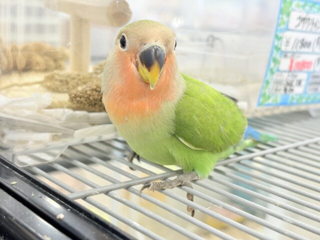 コザクラインコ（小桜インコ）