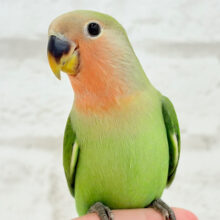 【最新画像更新🪄もうすぐひとり餌‪☆】おめめきゅるるんっ♡コザクラインコ(ノーマル) ヒナ