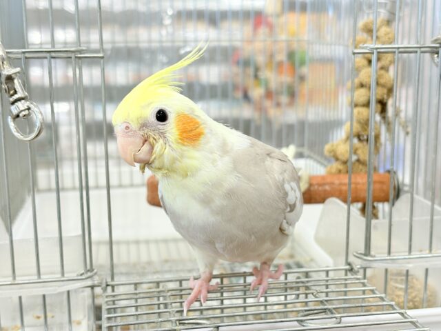 オカメインコ