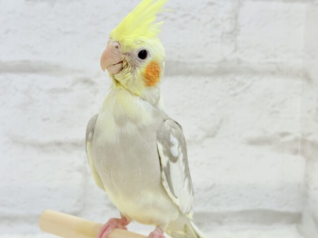 オカメインコ