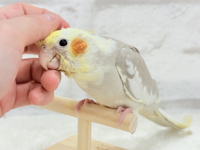 オカメインコ