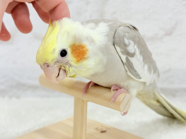 オカメインコ