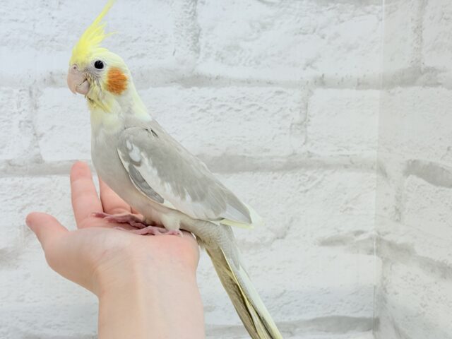 オカメインコ