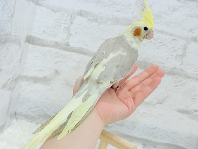 オカメインコ