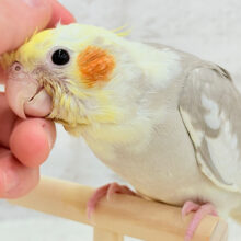 【最新画像更新🪄】みつめてください。。。　ねっ？？　オカメインコ　シナモンパイド～～