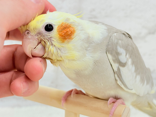【最新画像更新🪄】みつめてください。。。　ねっ？？　オカメインコ　シナモンパイド～～