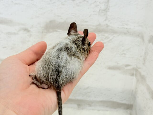 デグー