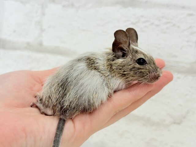 デグー