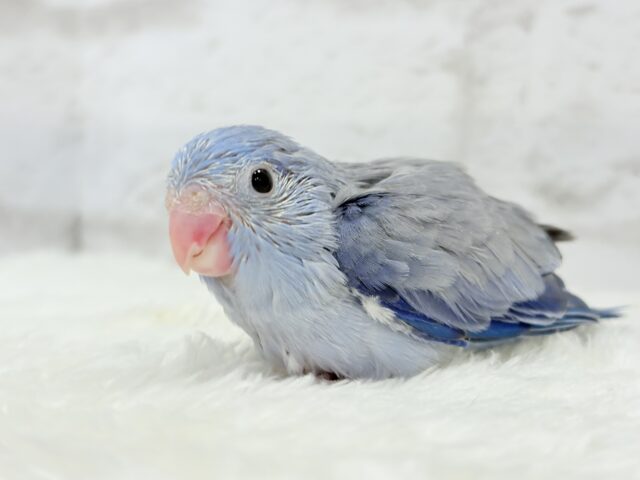 マメルリハ