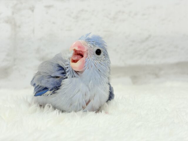 マメルリハ
