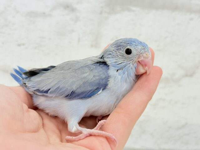マメルリハ