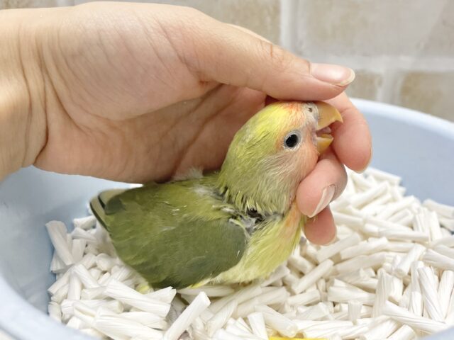 コザクラインコ（小桜インコ）