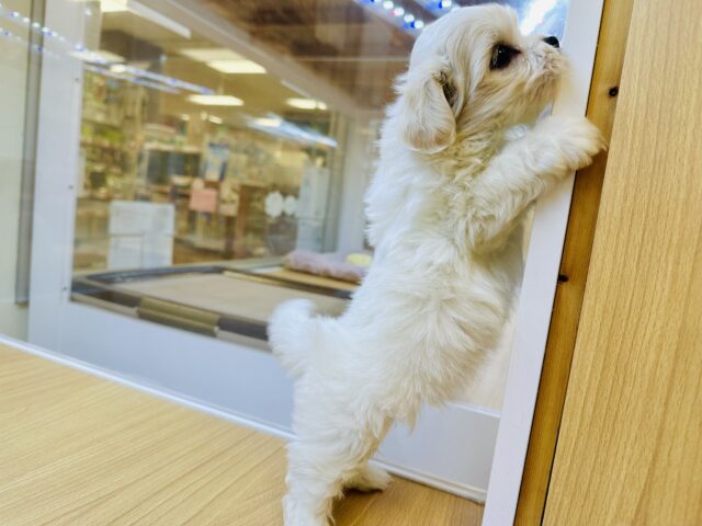 愛称が不明