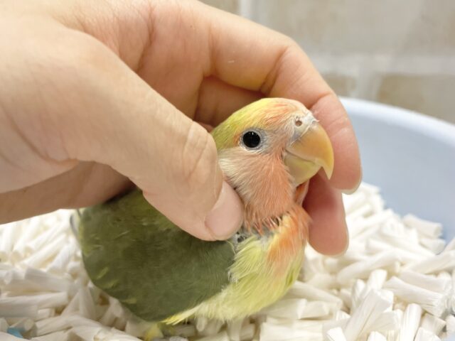 コザクラインコ（小桜インコ）