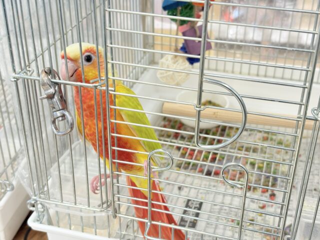 ホオミドリウロコインコ