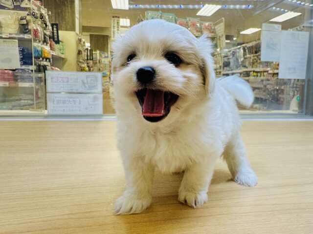 笑顔が眩しい⭐️✨💫🌟MIX犬男の子