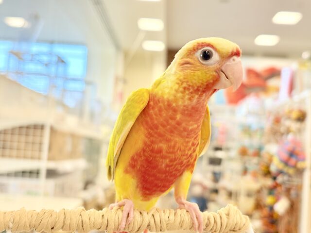 ホオミドリウロコインコ