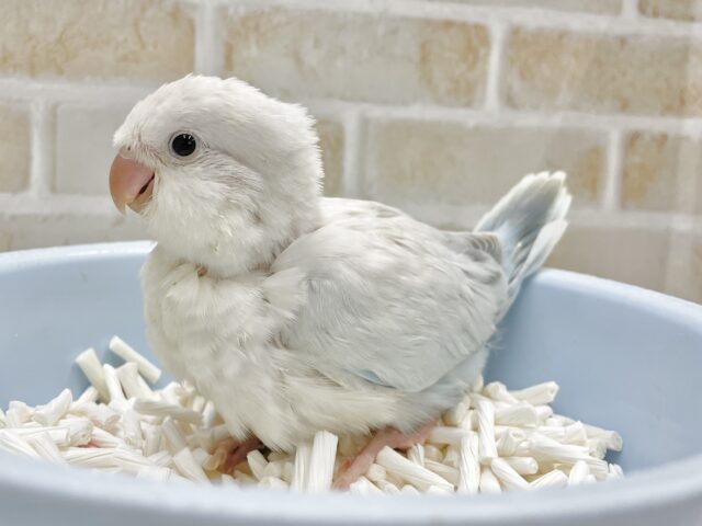 オキナインコ